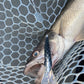 Walleye Deep Bandit Silver Walleye